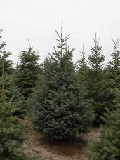 Engelmann Spruce